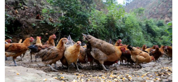 林下养鸡的技术要点是什么呢?