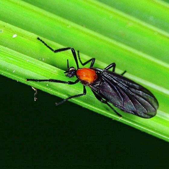 请问这是什么虫，飞到家里来，两个连在一起好恶心