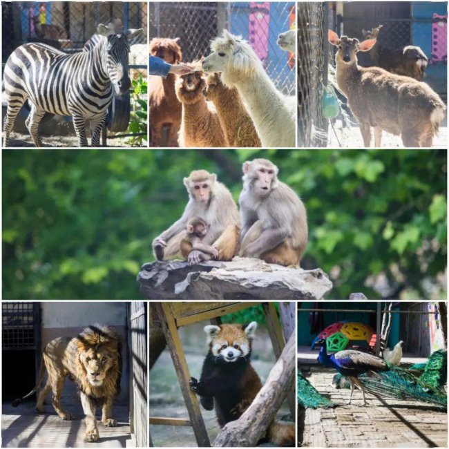 周口森林野生动物园开园了吗?