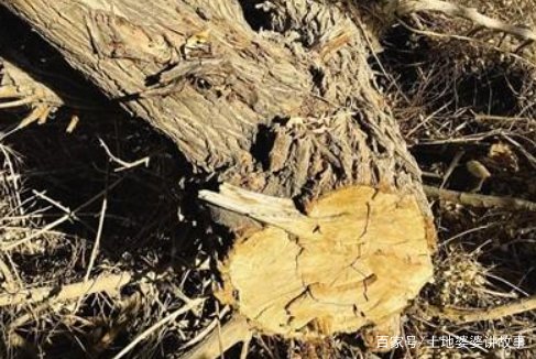 敦煌万亩防沙林遭剃光头式砍伐,用葡萄园代替防沙林,真的可行吗?