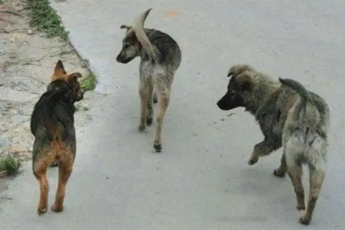 开车时,突然遇到动物该如何躲避?