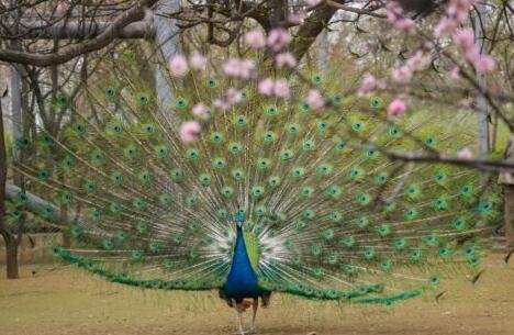 太过分了，女子为哄娃竟然猛拽孔雀羽毛，你怎么看女子的行为？