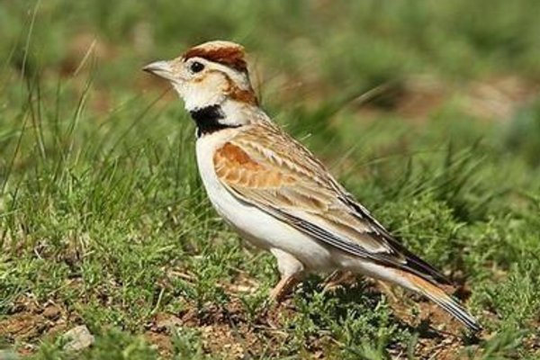 小沙百灵怎么挑选