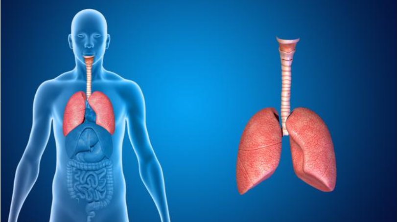 左侧最下面一根肋骨下面是什么器官?