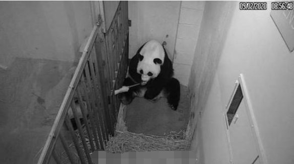 旅美大熊猫产后疑遭虐待？