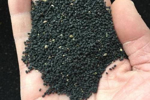 黄芩种子的形态特征如何？种子寿命有多长时间？