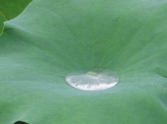 《荷叶圆圆》中，小水珠说:“荷叶是我的摇篮。”小水珠躺在荷叶上，