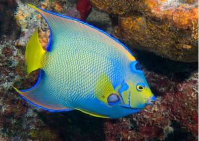 热带观赏鱼分几个品种