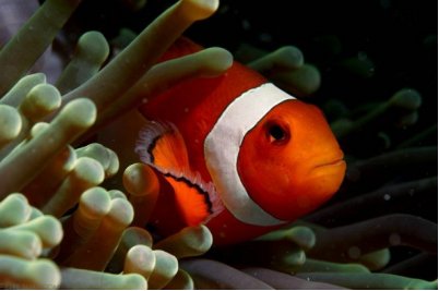 热带观赏鱼分几个品种