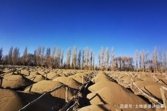 敦煌万亩防沙林遭剃光头式砍伐,用葡萄园代替防沙林,真的可行吗?