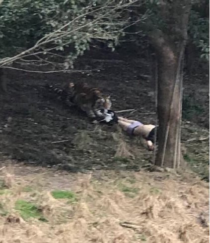 宁波老虎咬人是怎么回事？