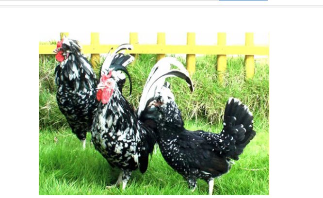 贵妃鸡能长多大 能长多少斤