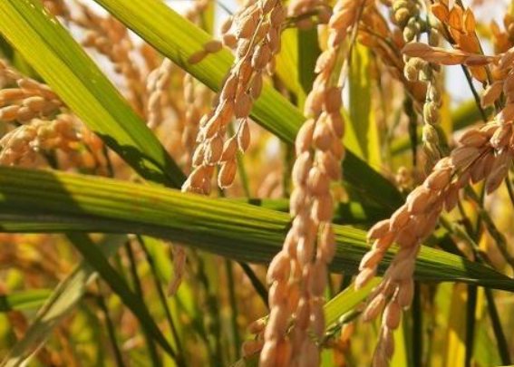 全球多国遭严重“旱灾”，粮食价格大幅上涨，对中国是否会有影响？