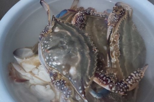 煮螃蟹开锅几分钟熟？