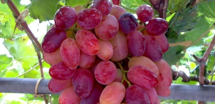 青岛必买的特色礼品是什么？