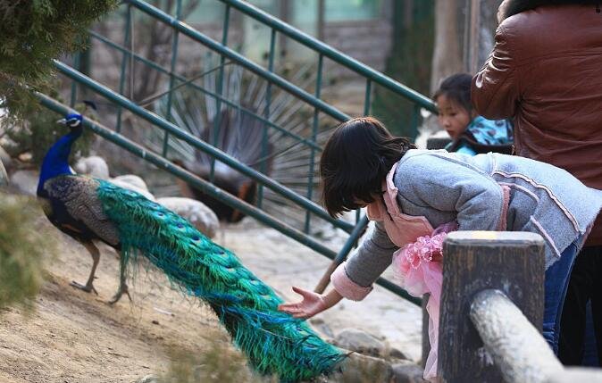 太过分了，女子为哄娃竟然猛拽孔雀羽毛，你怎么看女子的行为？