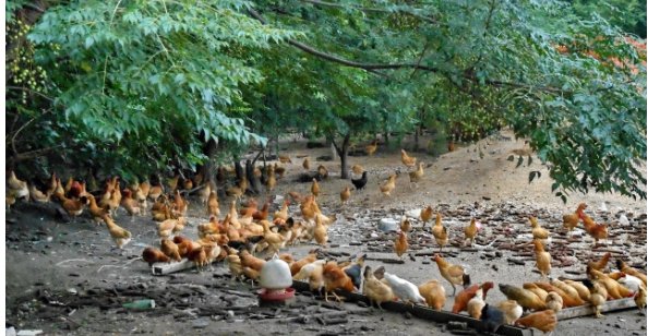 林下养鸡的技术要点是什么呢?