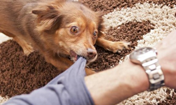 安阳市政府办回应“狗咬伤老人”事件，都说了什么？