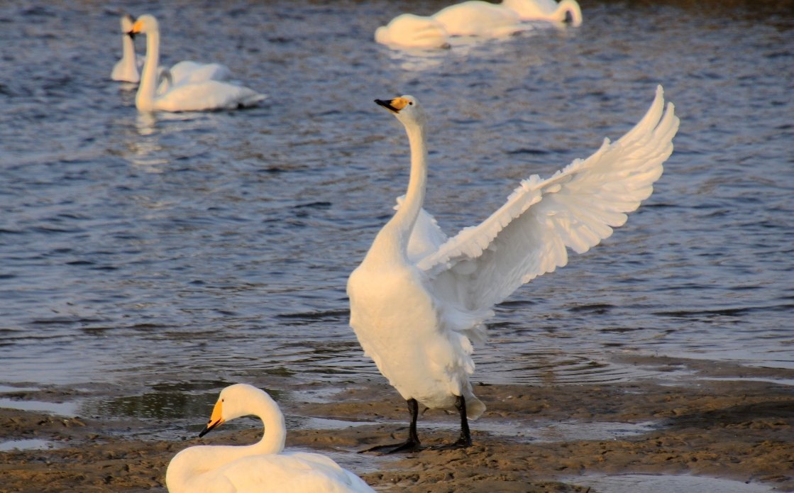 浙江一老人酒店散步遭两只大白鹅攻击致残,家属状告法庭,最终是如何判的?