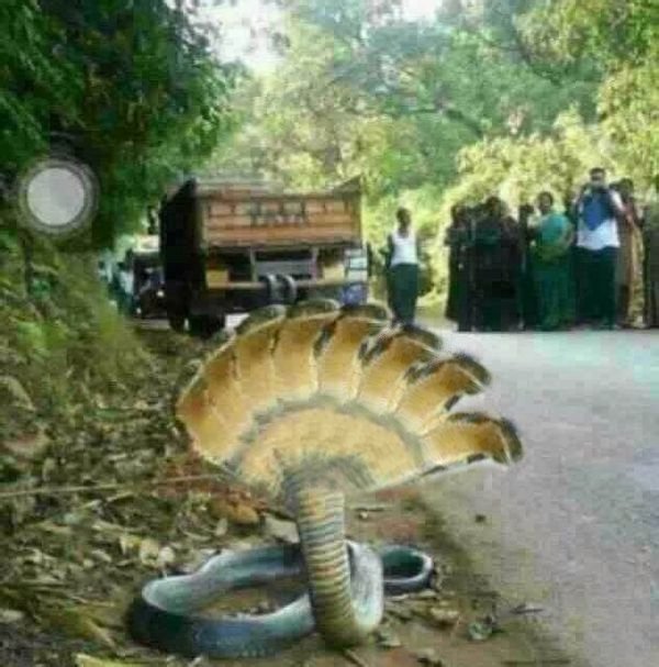 你们说这五头蛇是真的还是假的？