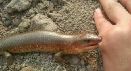 中科院给一剧毒蛇新种命名为素贞,被蛇咬伤后该如何自救?