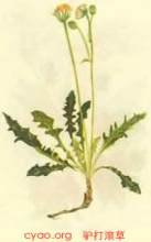 驴打滚草与红枣的功效？