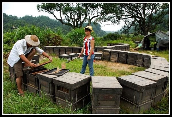 养蜂夹道的传说