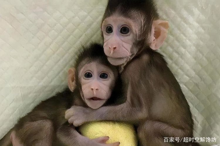 克隆计划全部都失败了是因为什么原因,现在放弃了吗?