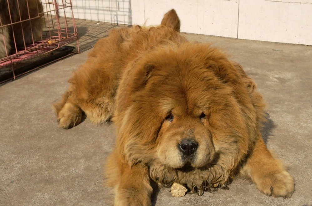 松狮犬如何辨别它是不是纯种的