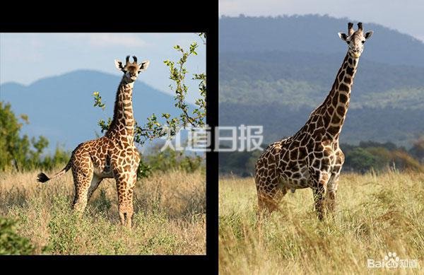 长颈鹿天生“血压高”？