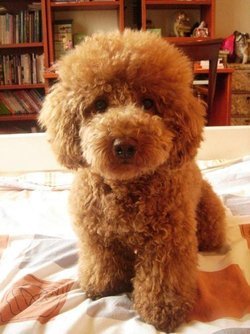 世界名犬有哪些