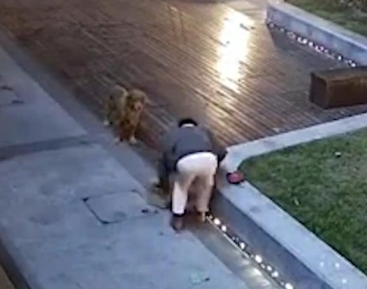 无锡一遛狗未牵绳男子街头虐猫,从他的行为中暴露出了哪些人品问题?