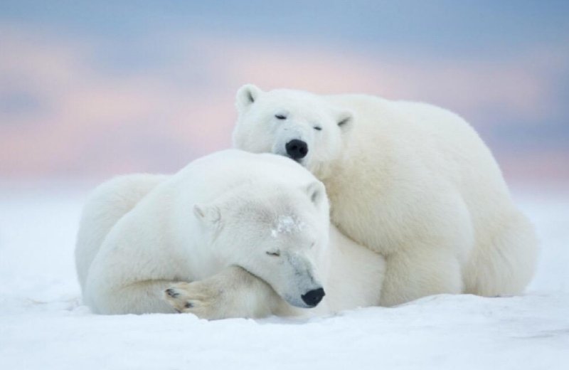 看了饥饿的北极熊打劫垃圾车一事，你有何感想？
