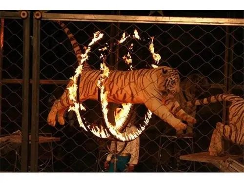 马戏团私自贩卖死狮,狮腿流入菜场,涉事工作人员最终得到了什么处罚?