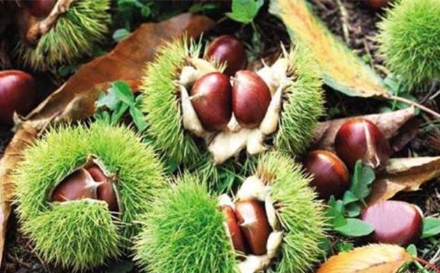 阳春的特产是什么？