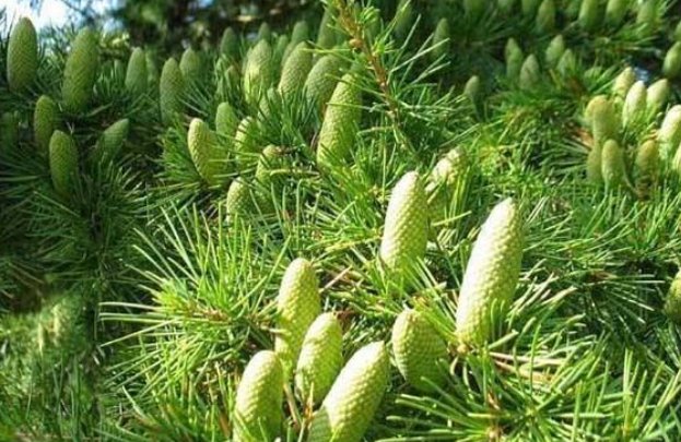 雪松价格多少钱?