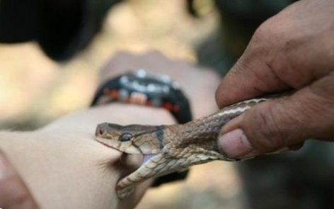中科院给一剧毒蛇新种命名为素贞,被蛇咬伤后该如何自救?