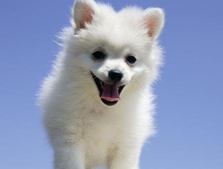 狗狗追婚车五六公里送主人出嫁,狗真的通人性吗?