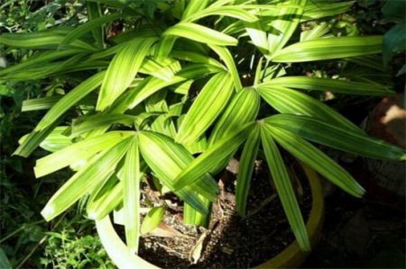 能净化空气的室内植物有哪些