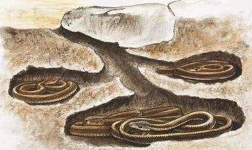 动物冬眠的方式有哪些？