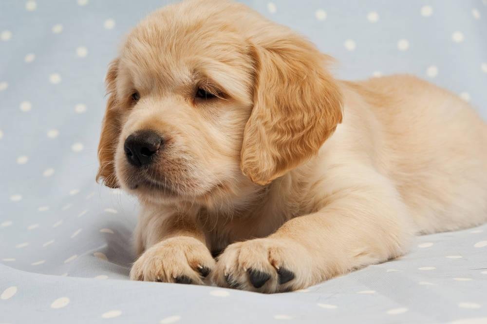 狗狗追婚车五六公里送主人出嫁,狗真的通人性吗?