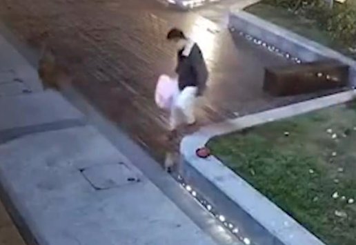 无锡一遛狗未牵绳男子街头虐猫,从他的行为中暴露出了哪些人品问题?