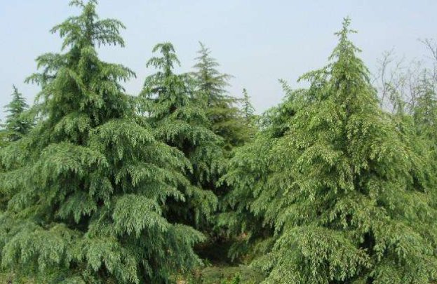 雪松价格多少钱?