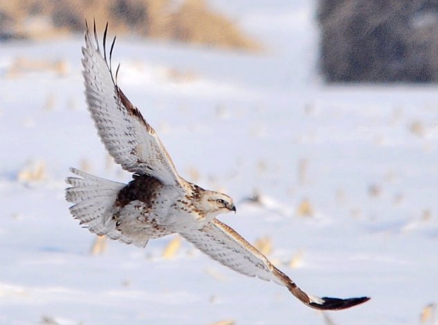 翔是什么意思?为什么?