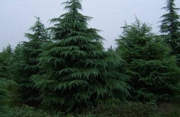 雪松价格多少钱?