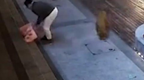 无锡一遛狗未牵绳男子街头虐猫,从他的行为中暴露出了哪些人品问题?