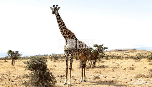 长颈鹿天生“血压高”?