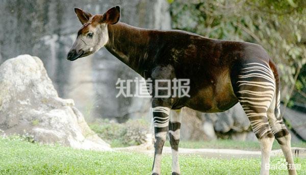 长颈鹿天生“血压高”?