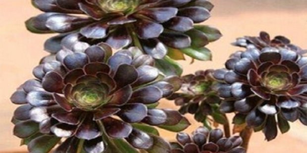 所有多肉植物名称大全，及图片