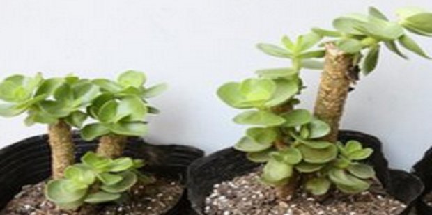 所有多肉植物名称大全，及图片